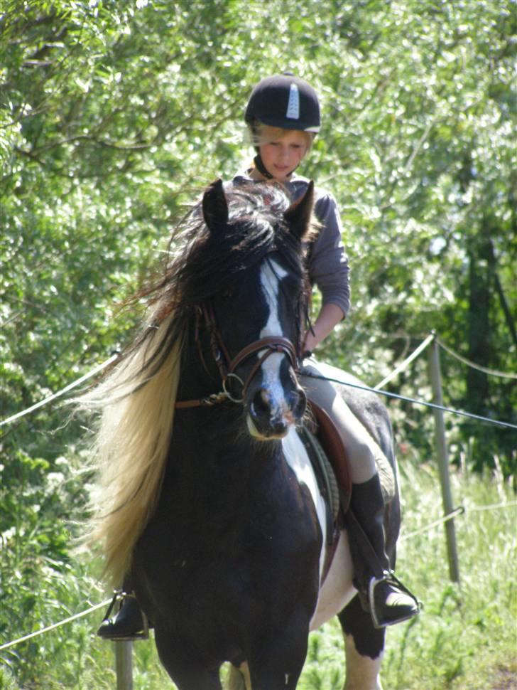 Irish Cob Ryan Van Der Gorterstraat billede 10