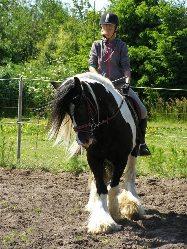 Irish Cob Ryan Van Der Gorterstraat billede 11