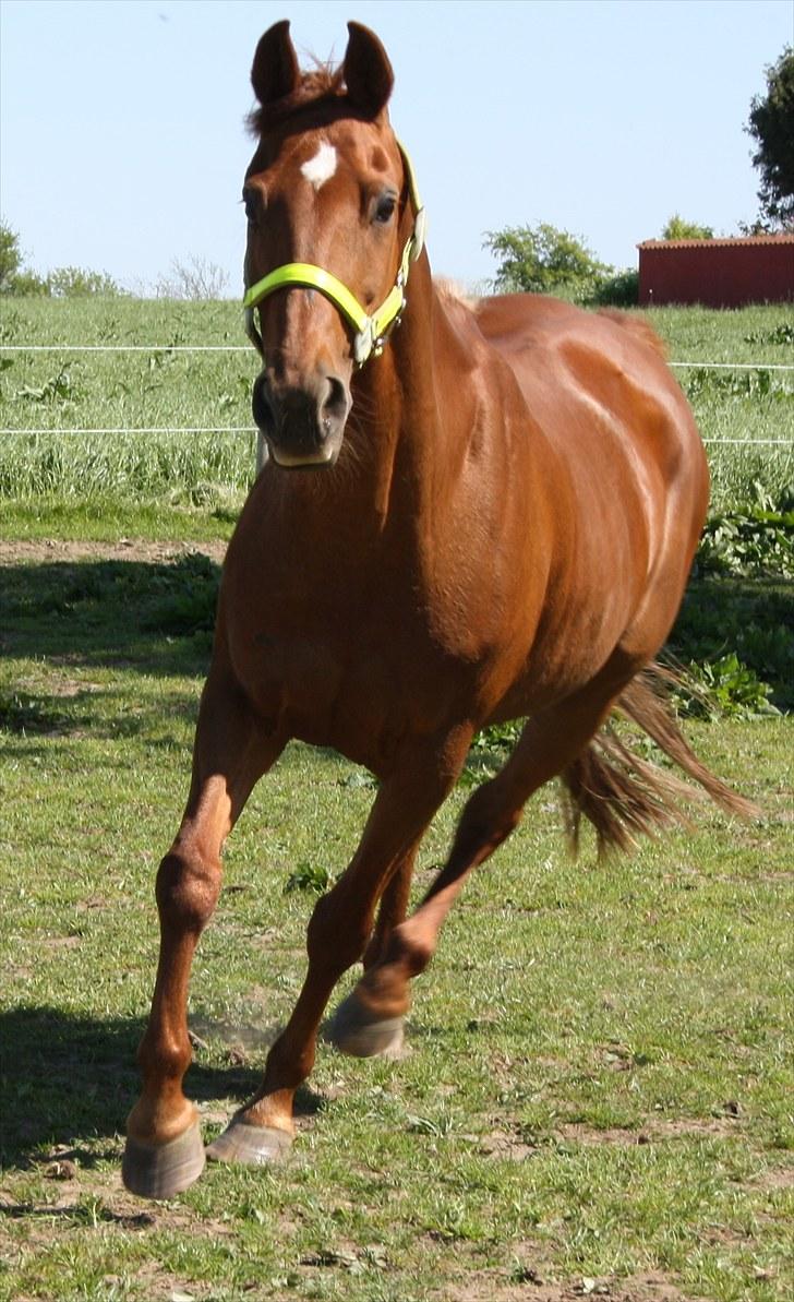 Anden særlig race Elaine † 11.10.11 billede 2