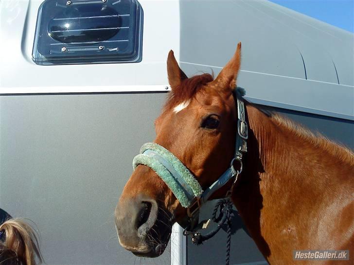 Anden særlig race Elaine † 11.10.11 billede 3