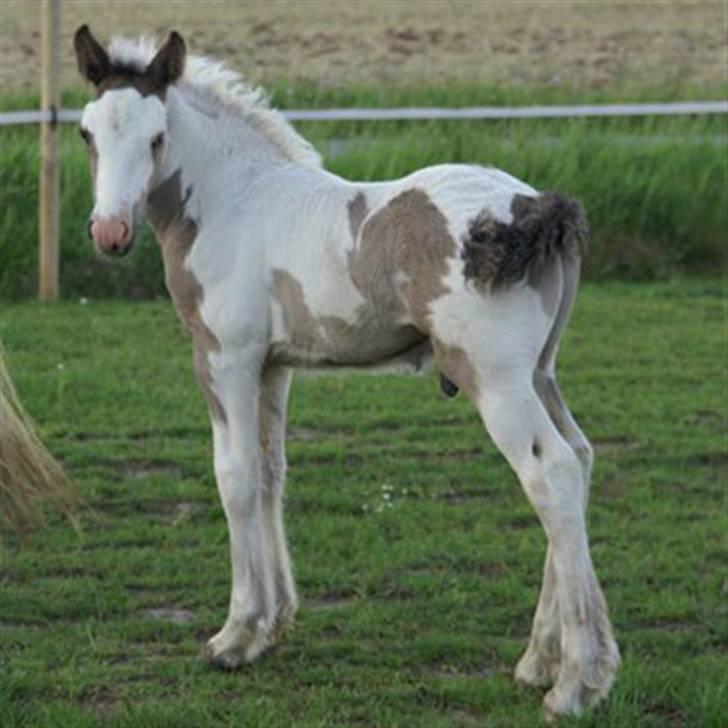 Irish Cob cronos regius (R.I.P) - Cronos som lille baby :) billede 5