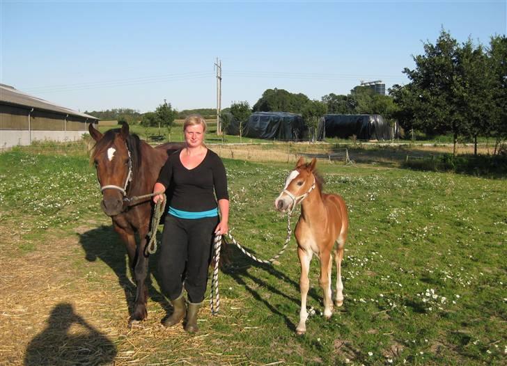 Welsh Cob (sec D) Stensgårds Tristan billede 9