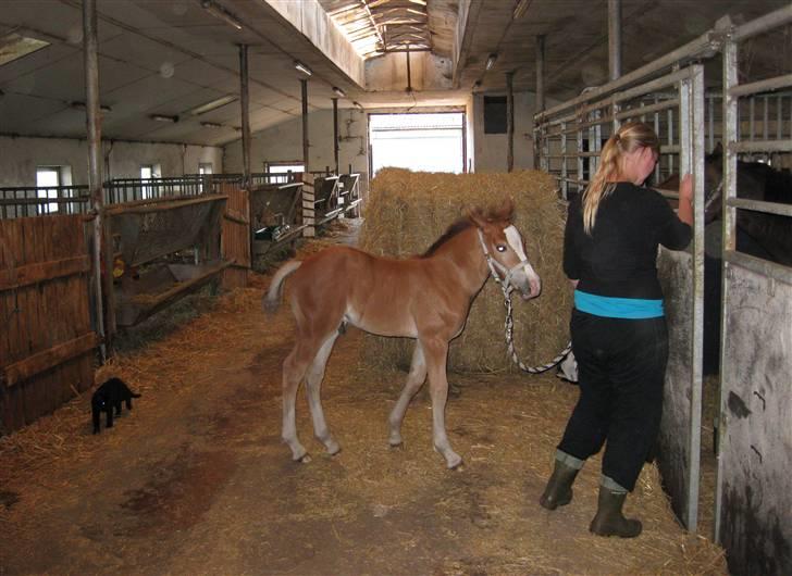 Welsh Cob (sec D) Stensgårds Tristan billede 10