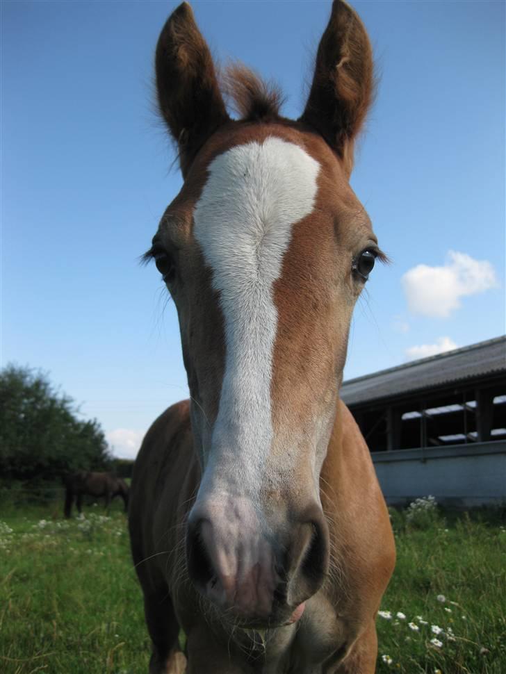 Welsh Cob (sec D) Stensgårds Tristan billede 11
