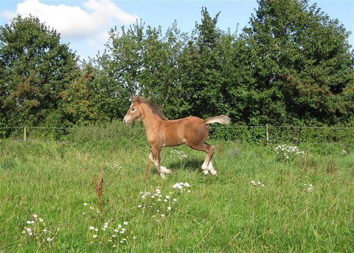 Welsh Cob (sec D) Stensgårds Tristan billede 12