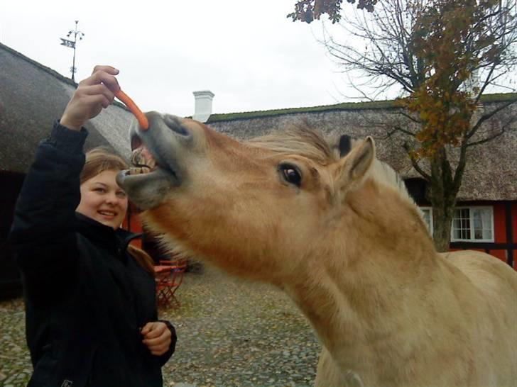Fjordhest Lukas<3 (L' - Nyt :D billede 13
