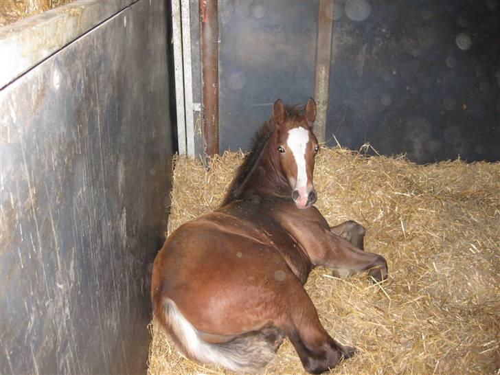 Welsh Cob (sec D) Stensgårds Tristan billede 13