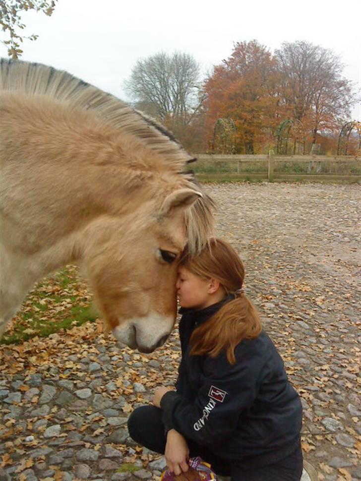 Fjordhest Lukas<3 (L' - Nyt :D billede 14