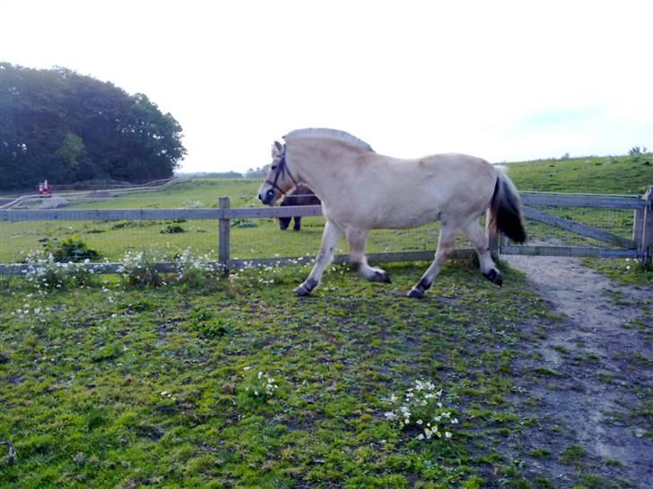 Fjordhest Lukas<3 (L' - Nyt :D billede 15