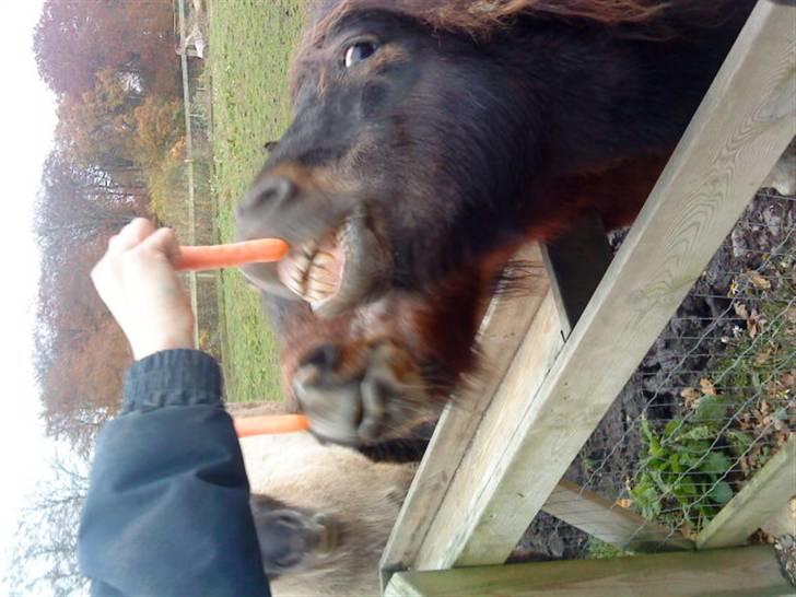 Shetlænder Bølle<3(L' ILY <3 - Nyt :D billede 20