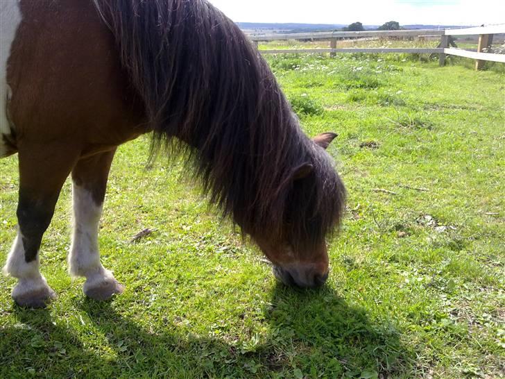 Shetlænder Valdemar!<3 (L' ILY!<3  billede 19