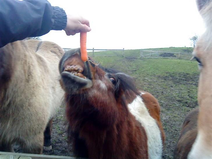 Shetlænder Valdemar!<3 (L' ILY!<3  - Nyt :D billede 20