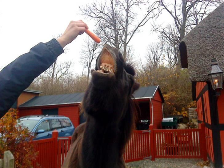 Islænder Sliepnir<3 R.I.P :'( - Nyt :D billede 16