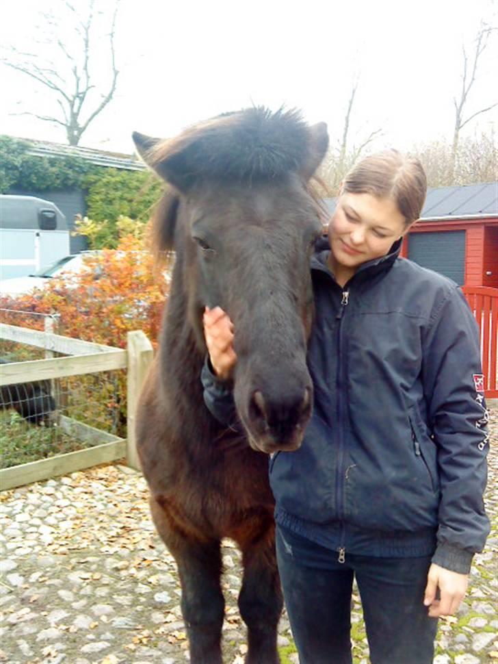 Islænder Sliepnir<3 R.I.P :'( - Nyt :D billede 17