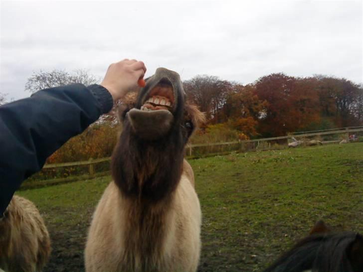 Islænder Urdúr<3 - Nyt :D billede 20