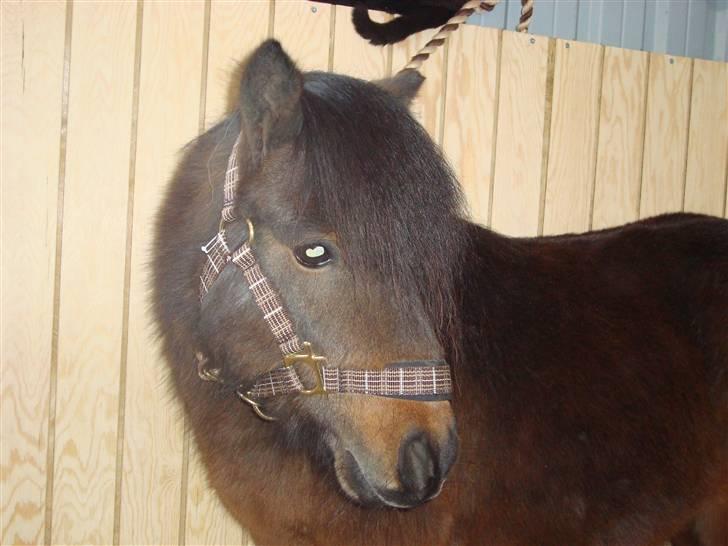 Shetlænder Jackson Speedy. - Velkommen til skønhedens profil :) billede 1