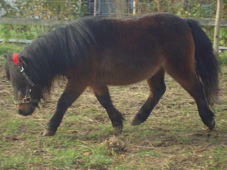 Shetlænder Jackson Speedy. - Han har gang ! billede 2