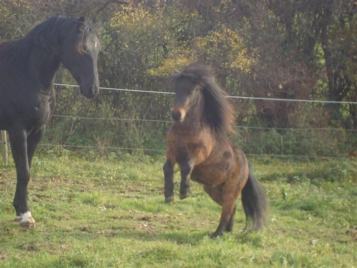 Shetlænder Jackson Speedy. - Pas på den farlige hingst! xD billede 3