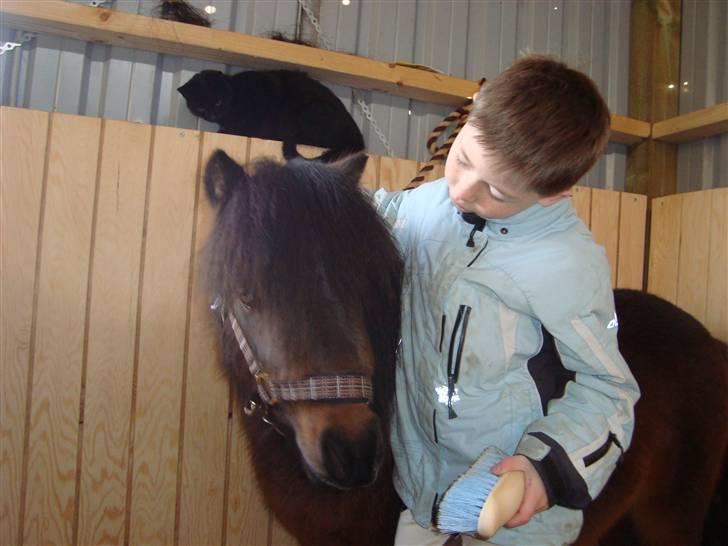 Shetlænder Jackson Speedy. - Min dreng (´: billede 4