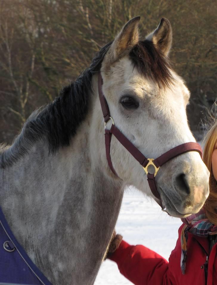 Anden særlig race Milano  - Den smukke pony en vinterdag, december 2009 billede 13