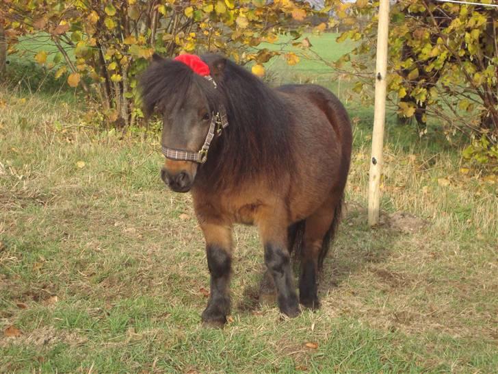 Shetlænder Jackson Speedy. - Se lige hvordan min grime sidder xD billede 7