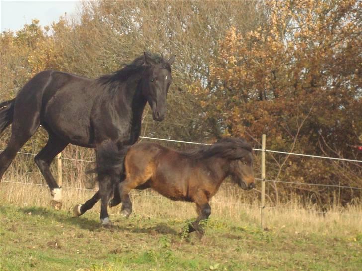 Shetlænder Jackson Speedy. - Wehe ! Jeg kan springe! :D billede 10