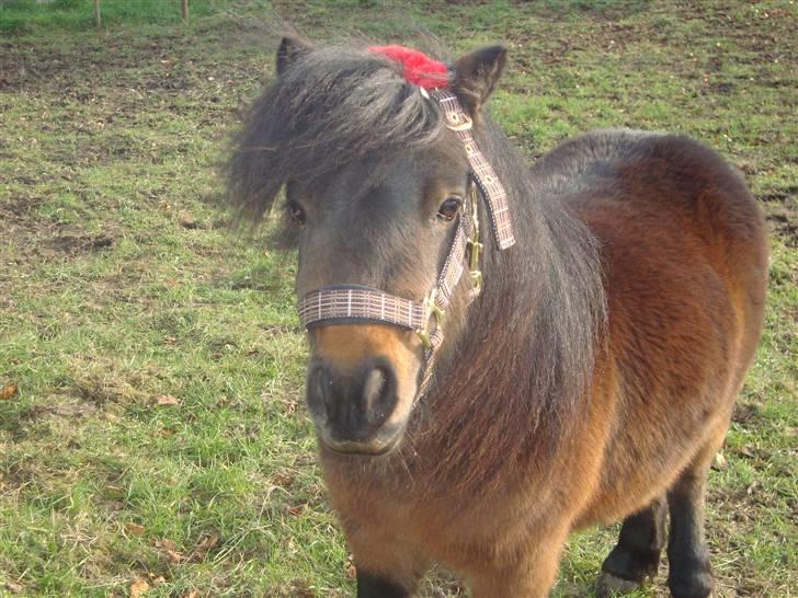 Shetlænder Jackson Speedy. - Hmmm. Hjælper du ikke lige med grimen? billede 11