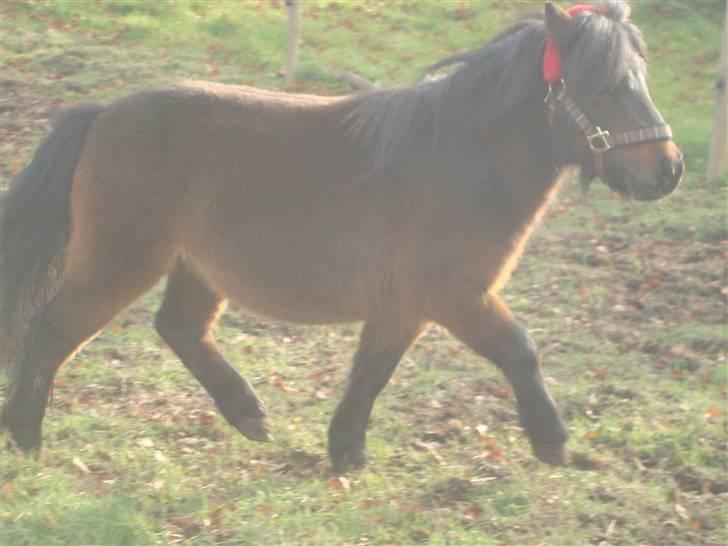 Shetlænder Jackson Speedy. - Ponyen med traven o; billede 12