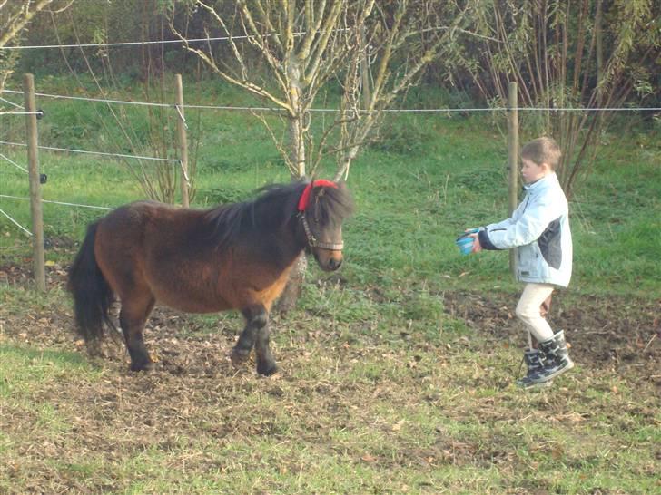 Shetlænder Jackson Speedy. - Jeg gør dig ikk´ noget... billede 13
