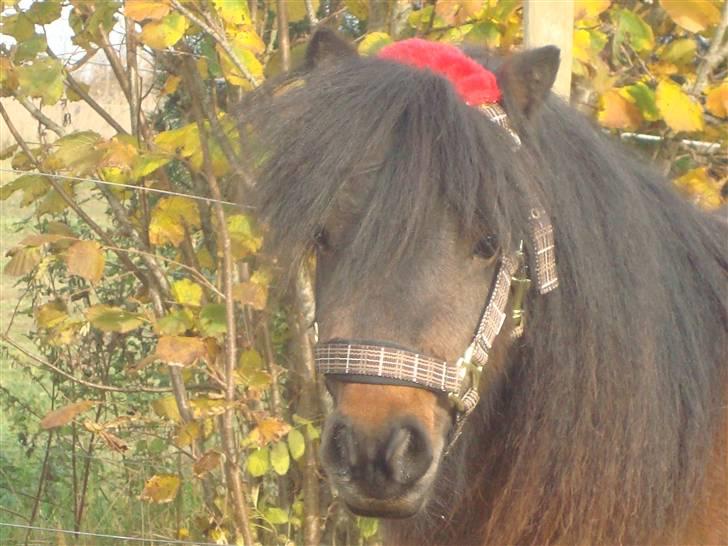 Shetlænder Jackson Speedy. - Sødt hovede :) billede 15