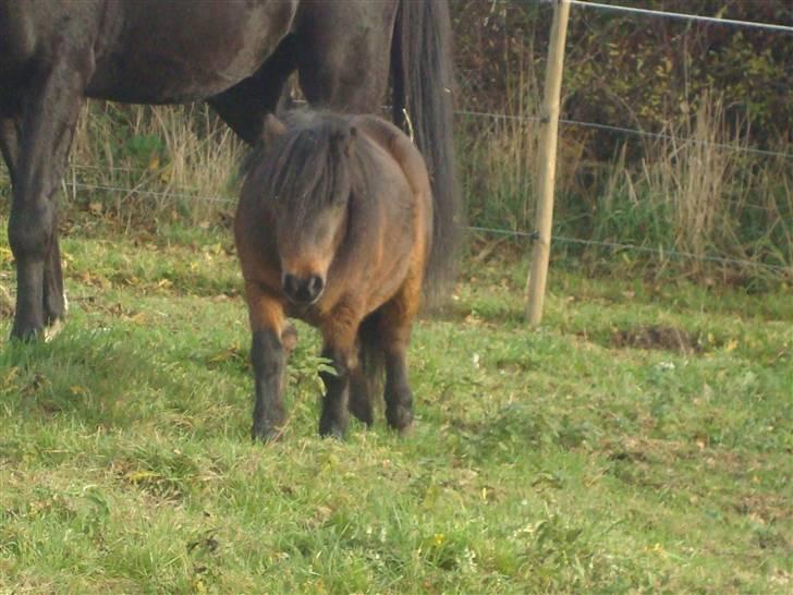 Shetlænder Jackson Speedy. - Nuuurh :) Hvor er han sød. billede 17
