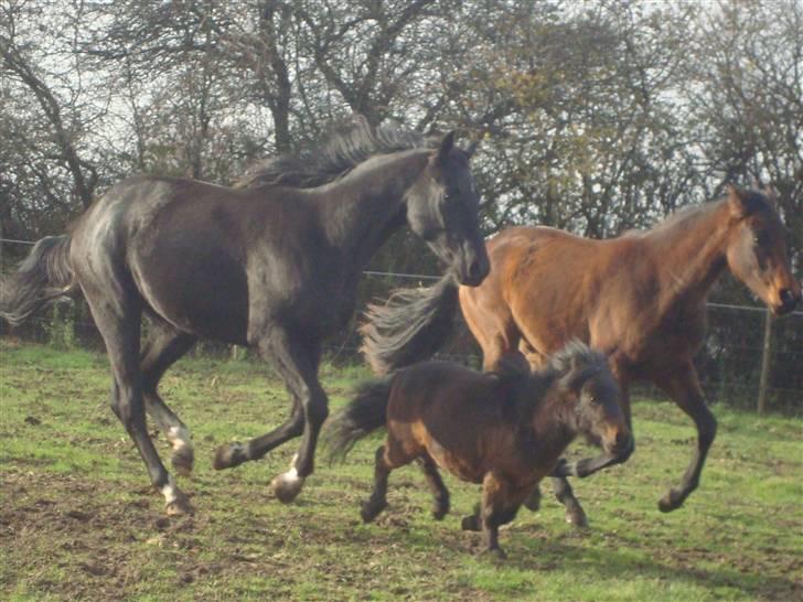 Shetlænder Jackson Speedy. billede 19