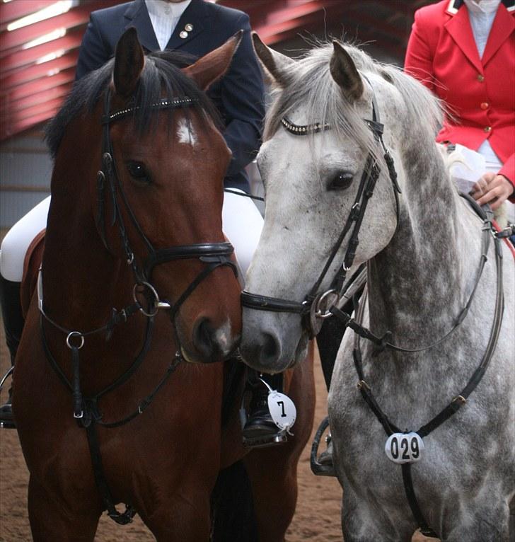 Anden særlig race Loughnatousa Inksy - Inki har fået en ny ven ;) syk stævne d. 13. juni 10 billede 15