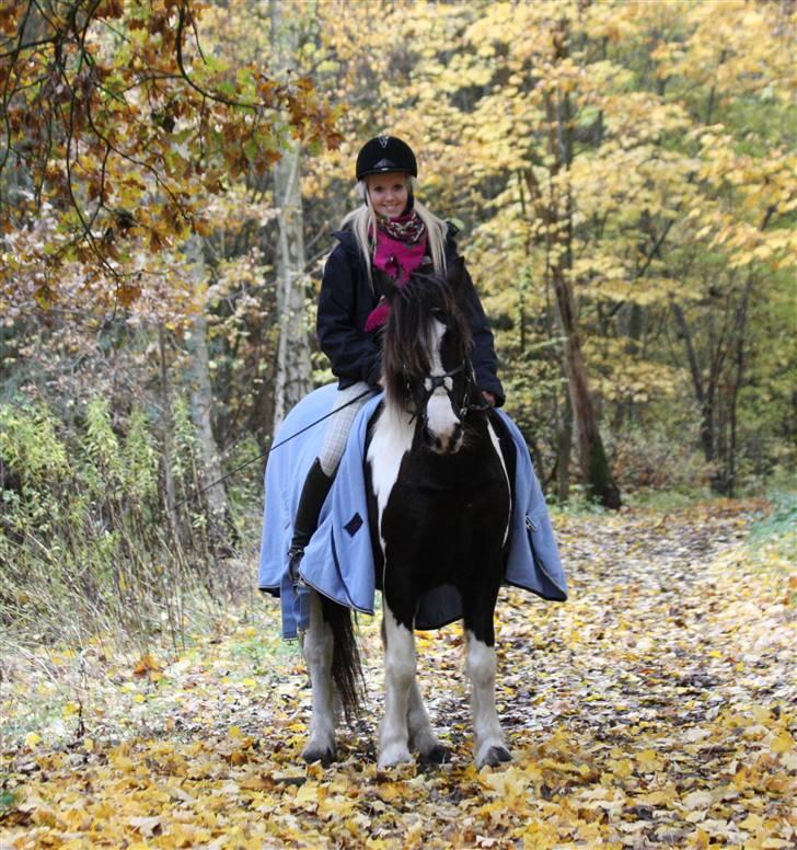 Irish Cob | Rain |  - - efterår i den skønne skov 2009 billede 13