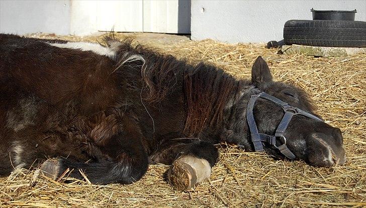 Anden særlig race Lotte - En bette lur den 6. marts 2011 billede 14