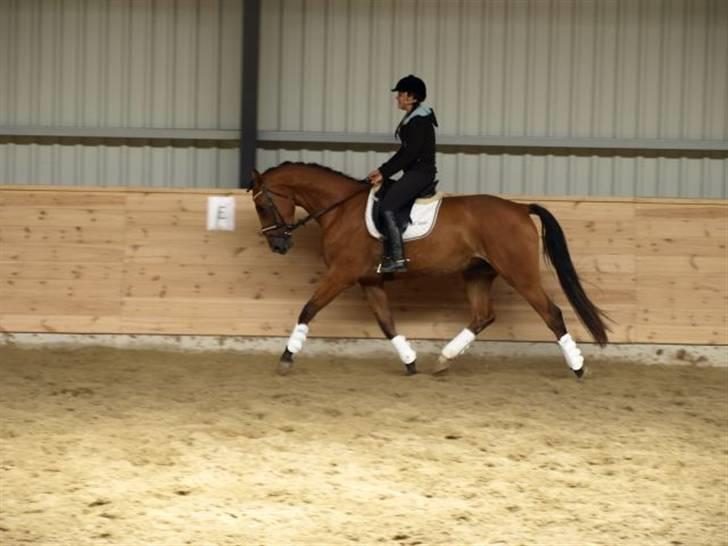 Holstener Caruzo billede 11