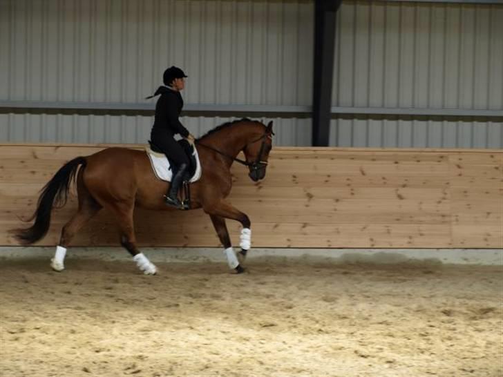 Holstener Caruzo billede 9