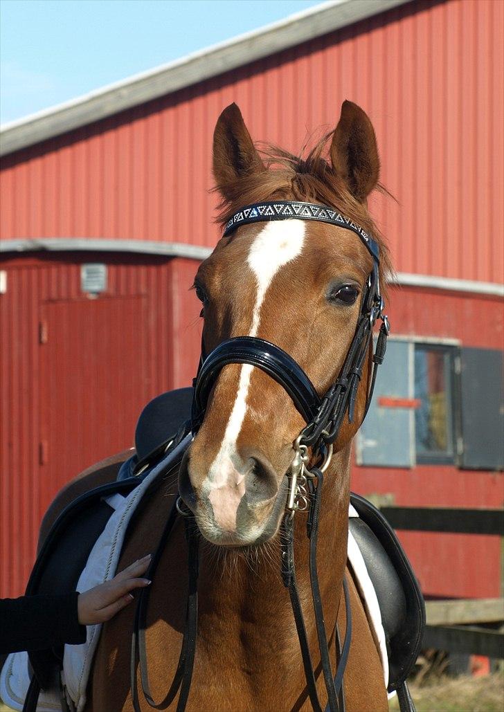 Dansk Varmblod Don Pedro - Pedro med kandar for anden gang 22. marts 2011. billede 4