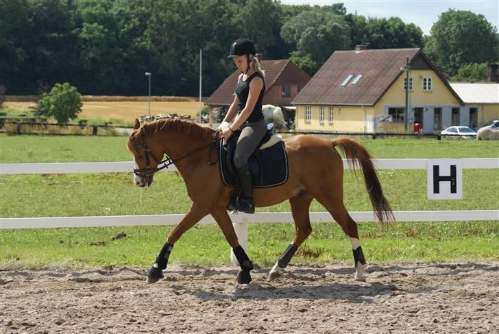 Tysk Sportspony Norano - træning(: Foto: Trine d; billede 18