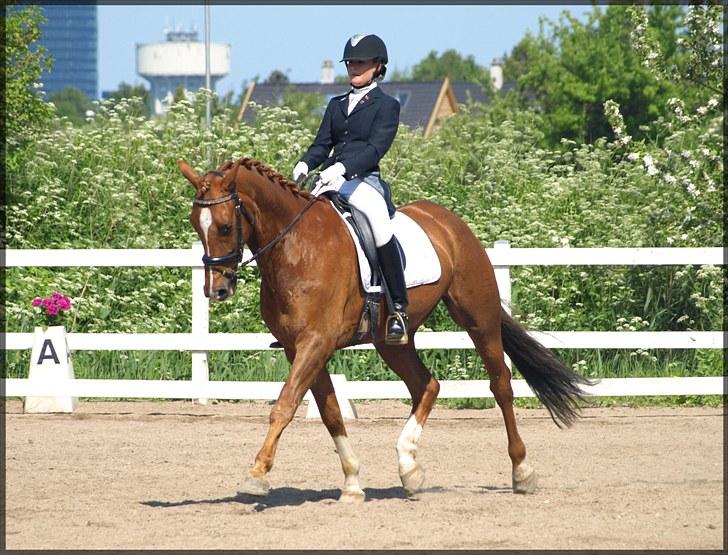 Dansk Varmblod Don Pedro - Stævne TSR 5. juni 2010 - LA1 til 71,2% og en 1. plads.  billede 7