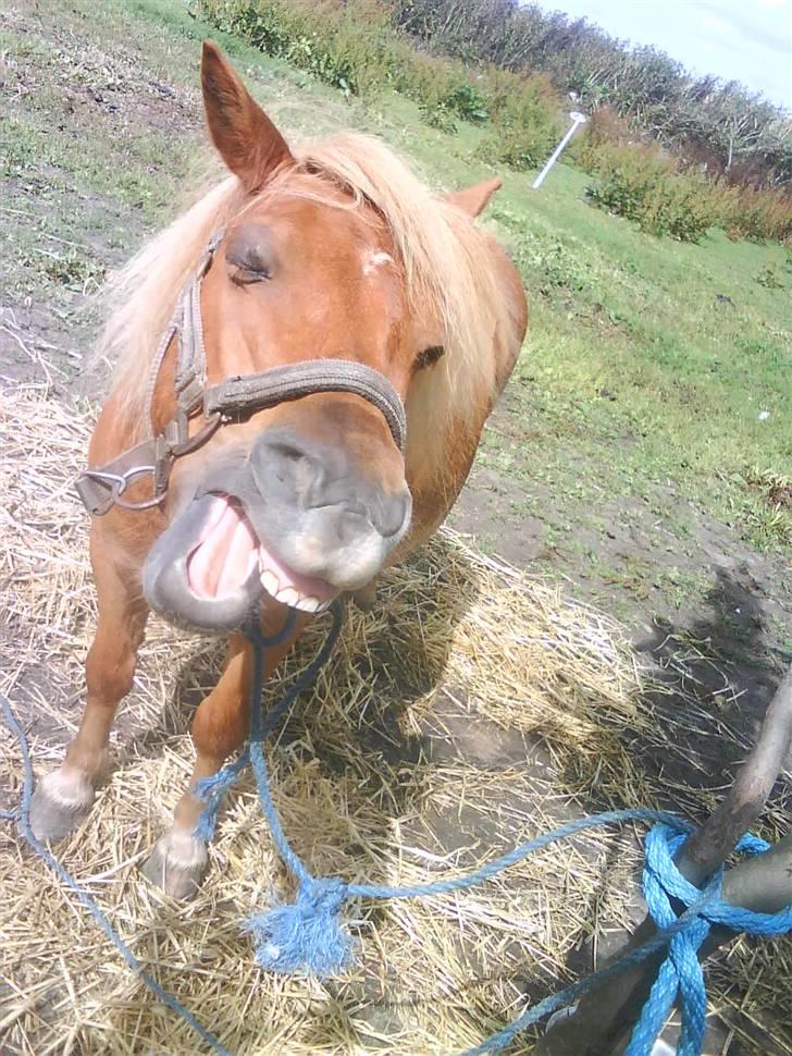 Shetlænder luckas - smil..!!! billede 8