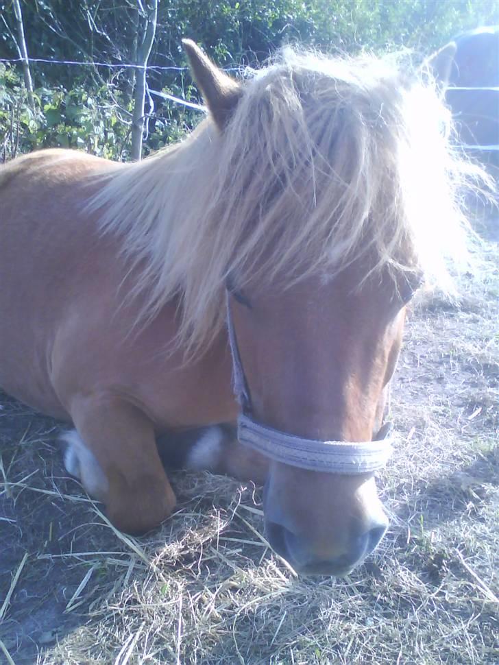 Shetlænder luckas - syy sover stille nu  billede 9