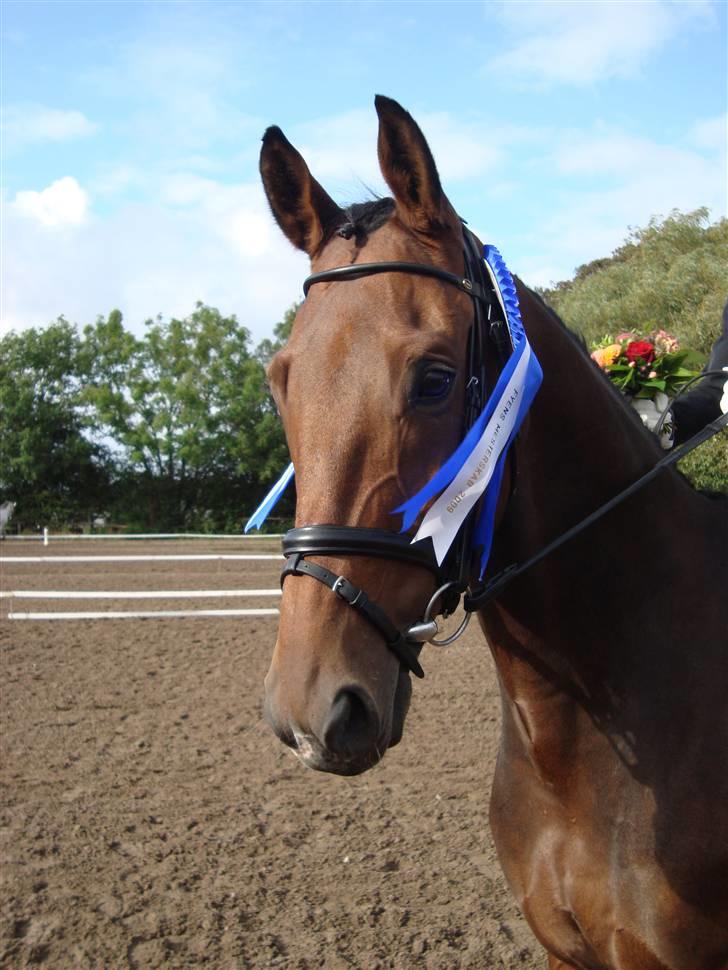 Dansk Varmblod Lillemarkens Addi - Addi´s flotte hoved :D billede 3