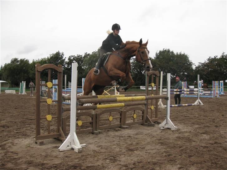 Dansk Varmblod Unique Des Malais *låne* - spring træning ;) billede 13