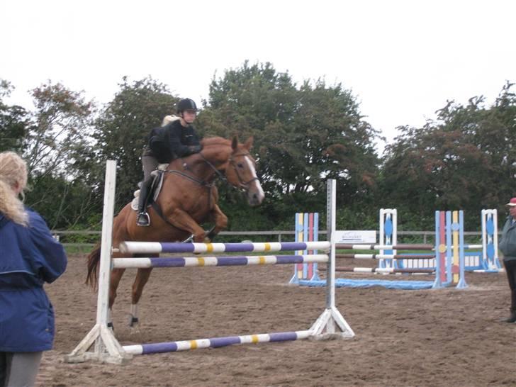 Dansk Varmblod Unique Des Malais *låne* - spring træning synd han river en bom billede 14