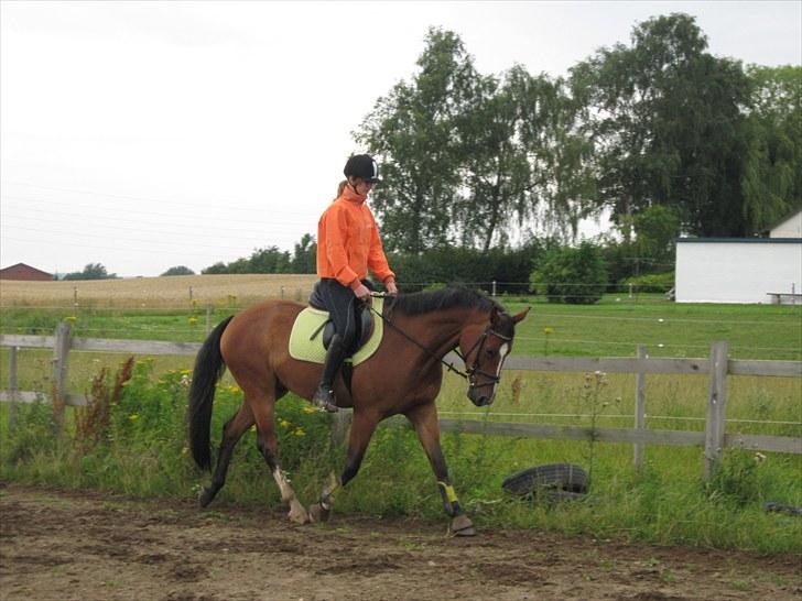 Dansk Varmblod Carlos Ask - Mig der rider carlos for første gang efter 3-4 måneder (: billede 12