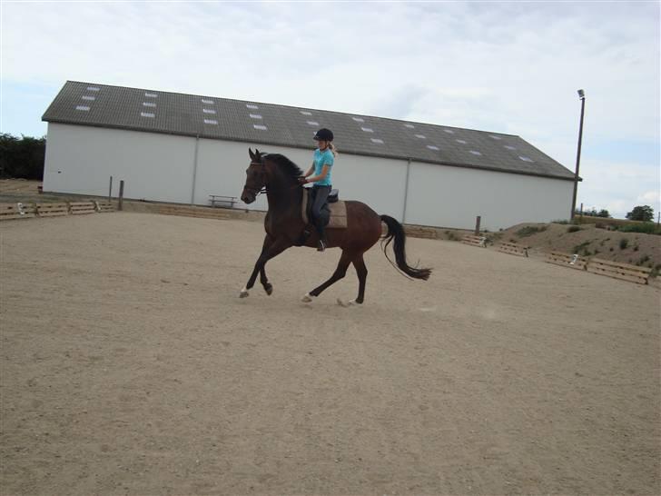 Dansk Varmblod Lillemarkens Addi billede 6