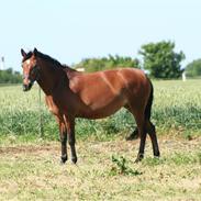 Anden særlig race cherie