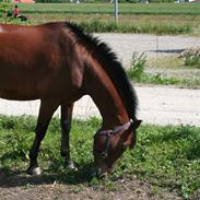 Anden særlig race cherie