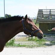 Anden særlig race cherie